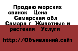 Продаю морских свинок › Цена ­ 2 000 - Самарская обл., Самара г. Животные и растения » Услуги   